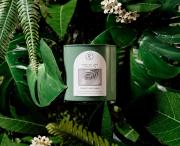 Forest Bathing